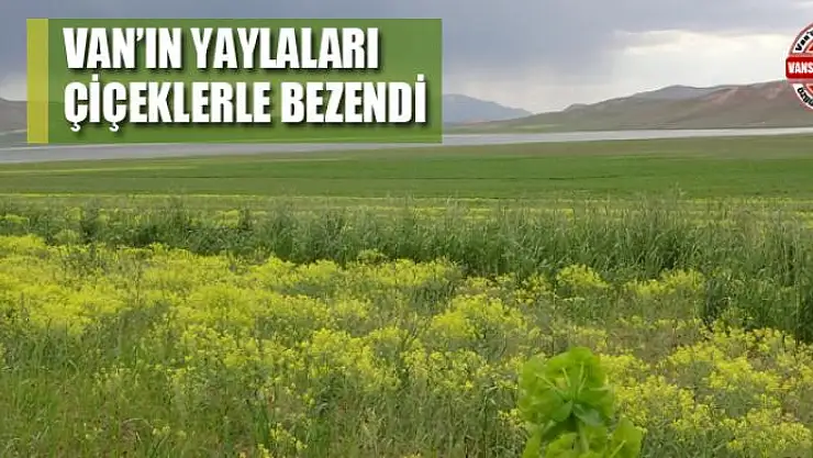 Van'ın yaylaları çiçeklerle bezendi
