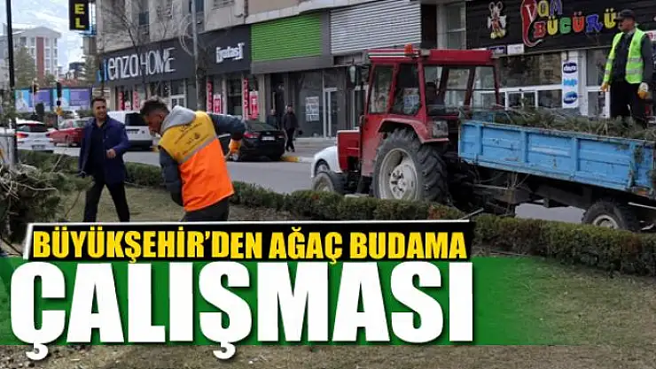BÜYÜKŞEHİR'DEN AĞAÇ BUDAMA ÇALIŞMASI
