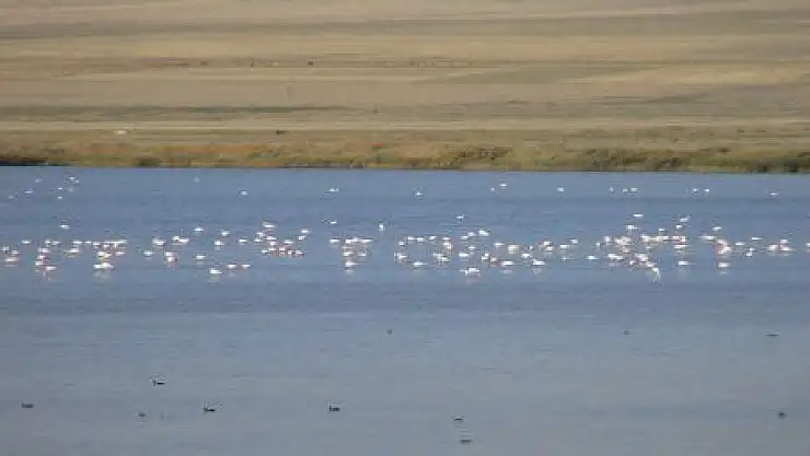 FLAMİNGOLAR ERÇEK GÖLÜ'NÜ SEVDİ