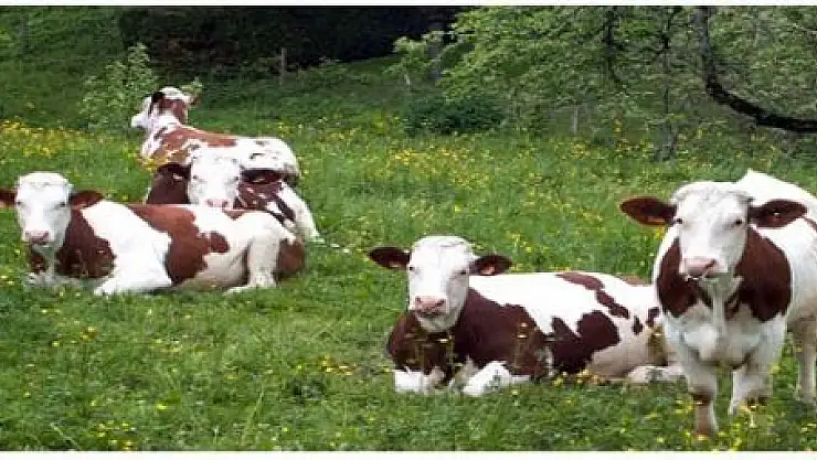 GEVAŞ'TA İTHAL HAYVAN ALIMI