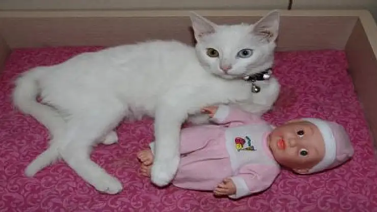 VAN KEDİLERİ'NİN OYUNCAK SEVİNCİ