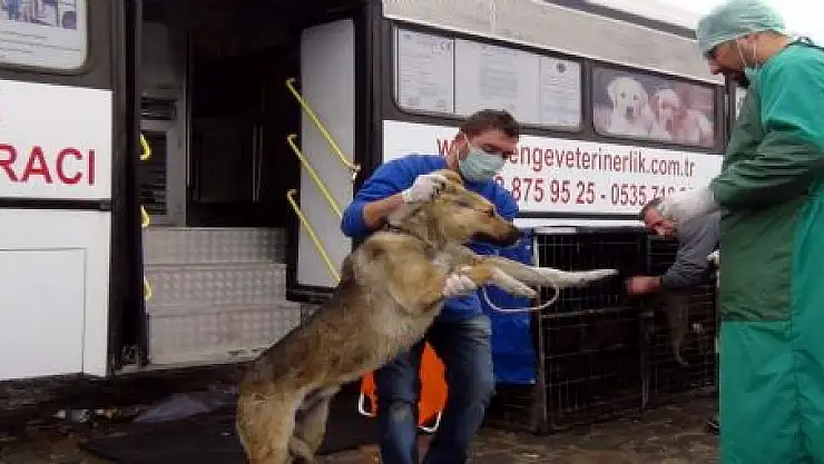 SOKAK KÖPEKLERİ KISIRLAŞTIRILIYOR