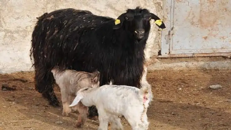 SAANEN KEÇİLERİ İLK YAVRULARINI VERDİ