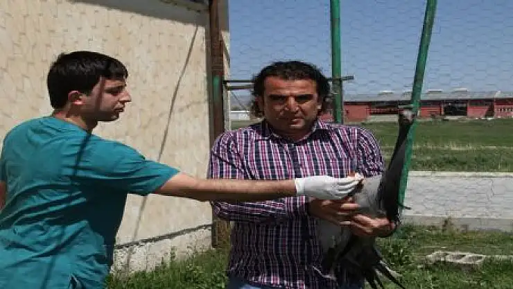 TELLİ TURNANIN NESLİ TEHLİKE ALTINDA