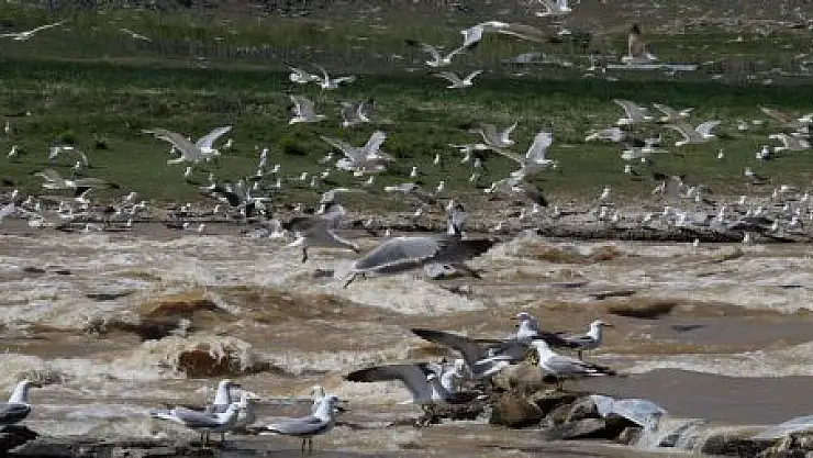 MARTILAR YASAK DİNLEMİYOR