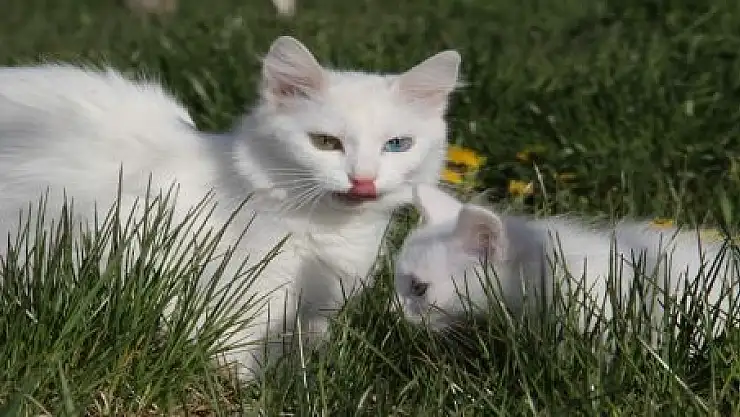 KEDİLERİN BAHAR MUTLULUĞU