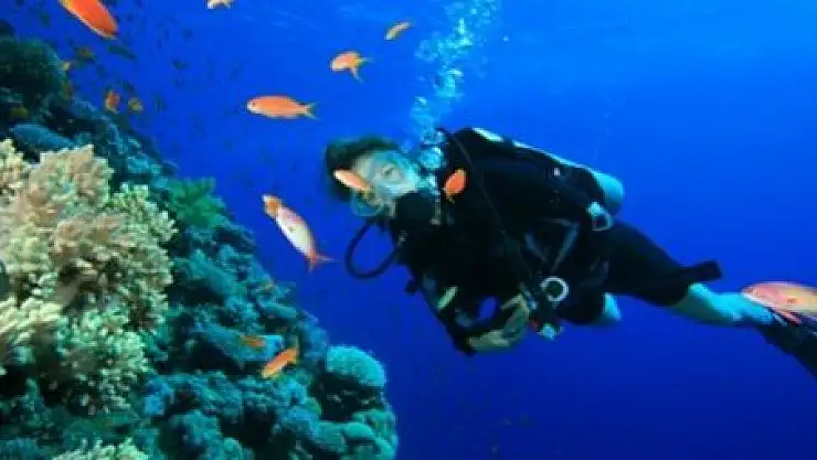 Okyanus'un gizemli hayatı Van'da sergilenecek