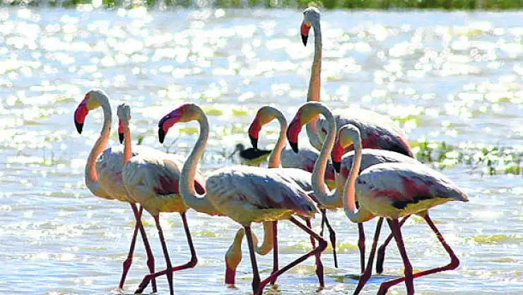 Flamingolar festivale hazır