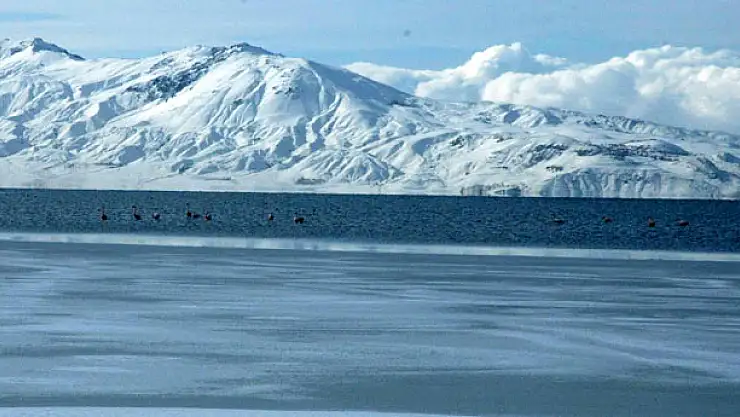 BİR GRUP FLAMİNGO HALEN VANI TEK ETMEDİ