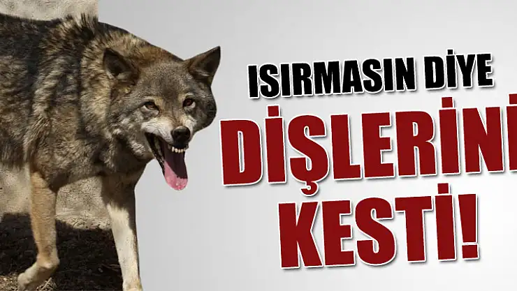 Isırmasın Diye Bakın Ne yapmışlar