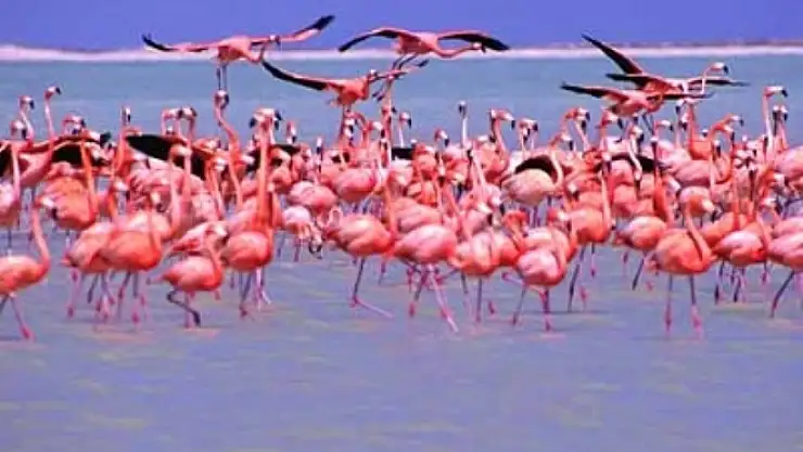 Flamingo Festivali   Neden İptal Edildi  Biliyor musunuz?