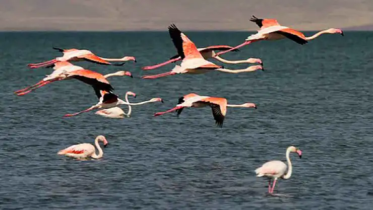 Van, Flamingo Festivaline Hazırlanıyor