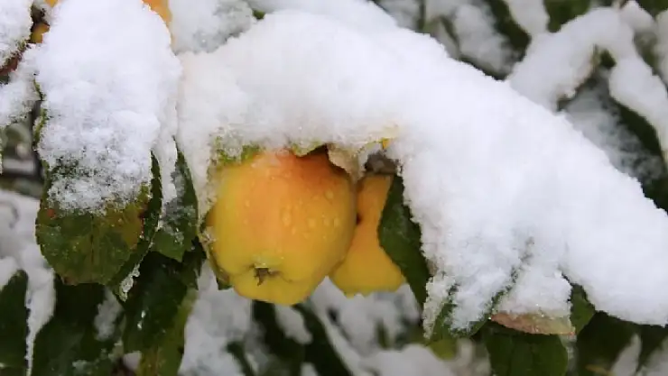 Meyve ve Sebzeler kar altında kaldı
