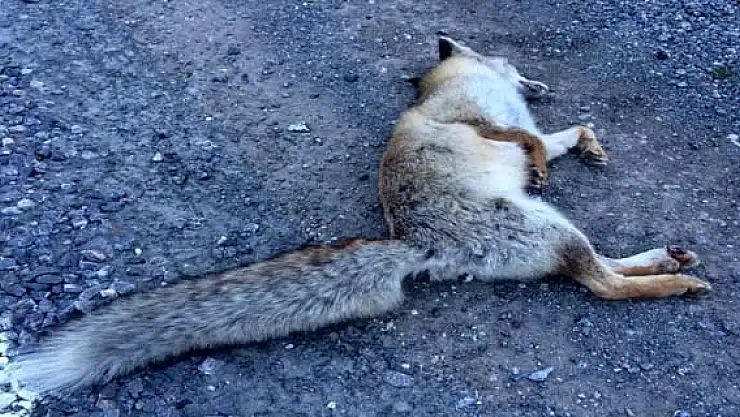 Aracın Çarptığı Tilki Telef Oldu