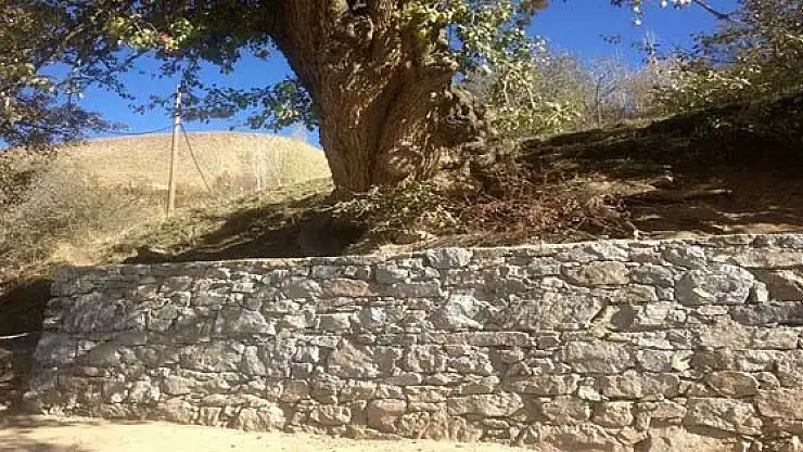 Asırlık Ağaç Yıkılmaktan Kurtarıldı