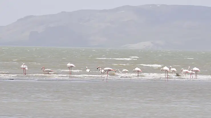 Flamingolar Vana Geldi