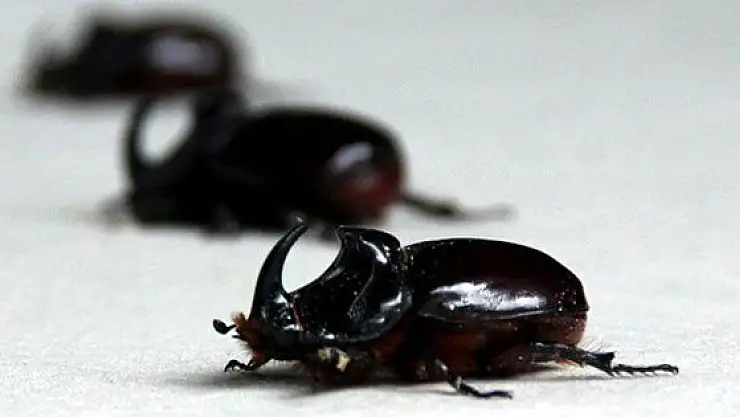 Gergedan Böceği Yakalayan Yandı !