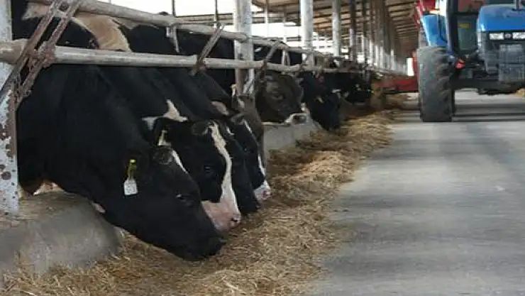 Üretici: Et ithalatı olursa yüzlerce besici batar