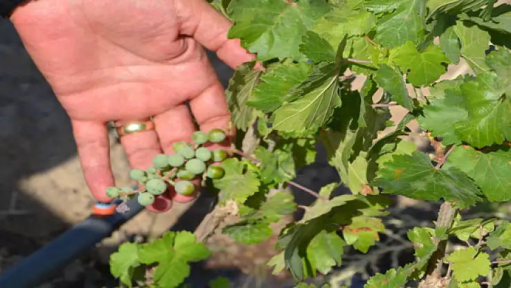 Ermeniler Anısına Kurulan Bağda İlk Salkımlar Alındı