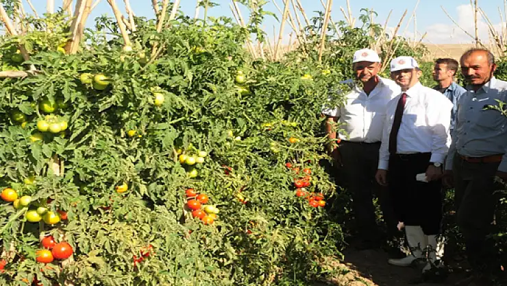 Vali Taşyapan Sebze Üretim Tarlalarını Gezdi