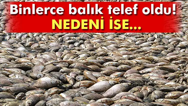Tamirat için boşaltılan gölette binlerce balık telef oldu