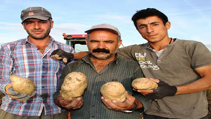 Gevaşta İlk Patates Üretimi 