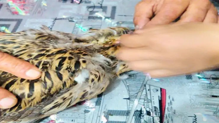 Köpeğin parçaladığı ördek hayata tutundu 