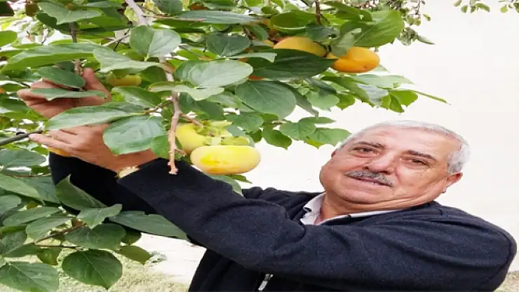 Edremitte Cennet Hurması Yetiştirildi