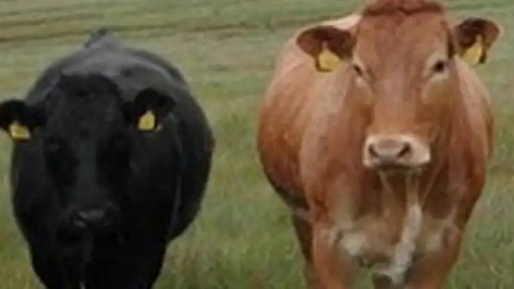 Tuzlada 43 ton kaçak et yakalandı