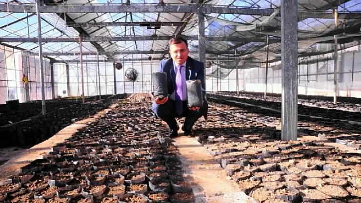 YYÜde 21 bin ceviz tohumu dikildi