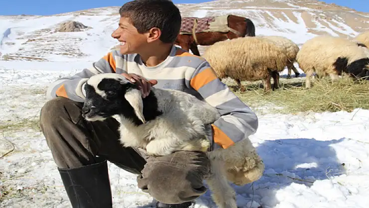 3 Ayaklı Doğan Kuzu Görenleri Şaşırttı