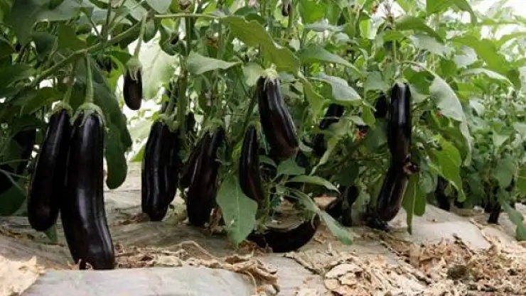 Vanda Ocak Ayının Zam Şampiyonu Patlıcan Oldu