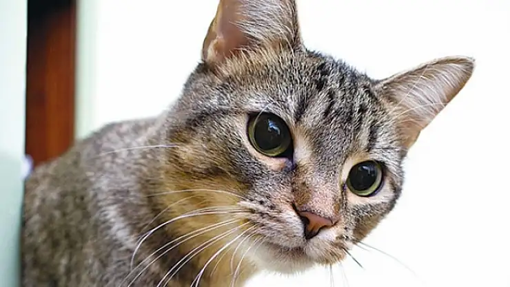 Kedi ezip kaçana bin 454 lira ceza