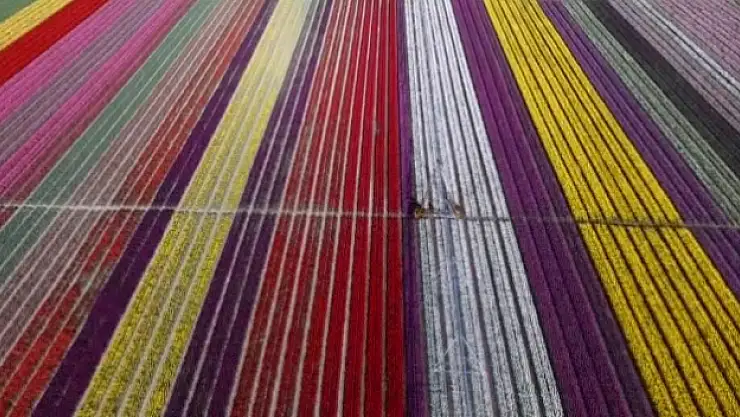 Lale tarlası adeta dev bir gökkuşağını andırdı