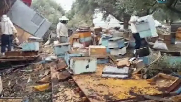 Yüzlerce kovan arı telef oldu