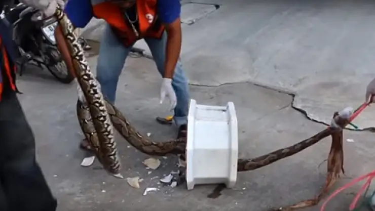 Tuvalette piton dehşeti!