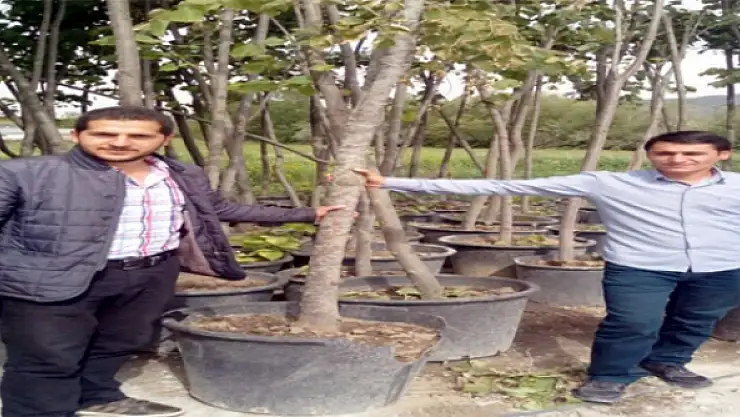 Gevaşta Ağaçlandırma Çalışmaları Devam Ediyor