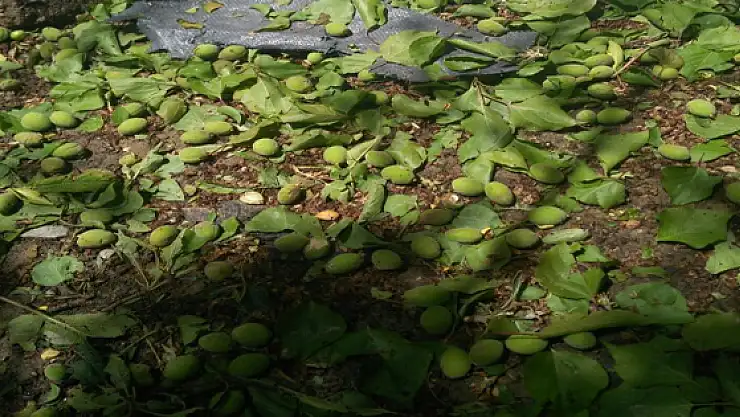 Vanda Dolu Yağışının Ardından