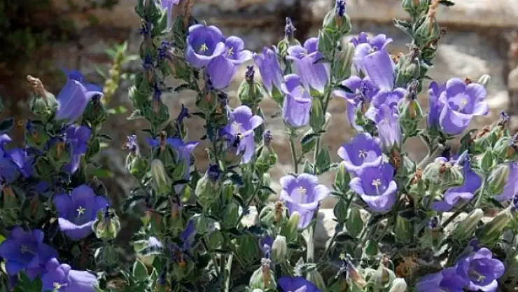 Bu çiçeği sakın koparmayın!