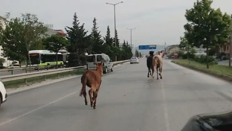 2 at ve 1 eşek trafiği alt üst etti