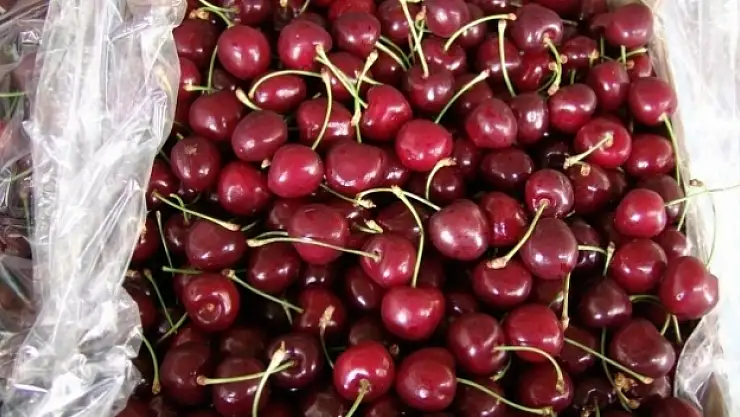 Kiraz ihracatı yüz güldürdü
