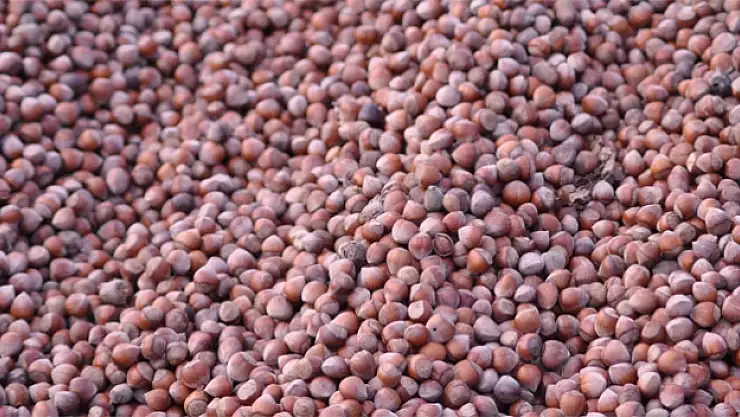 Üreticinin gözü kulağı fındık fiyatlarında