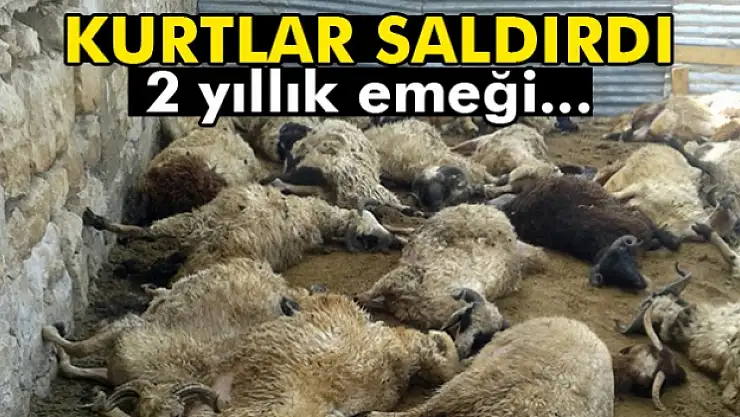 Kurtlar 68 kurbanlık koçu telef etti