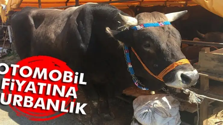 Otomobil fiyatına kurbanlık