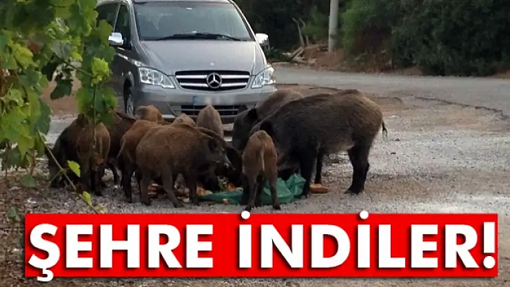 Aç kalan domuzlar şehre indi