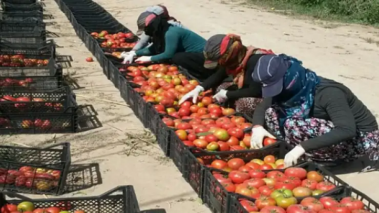 Tuşba Ziraat Odasından üreticilere ziyaret 
