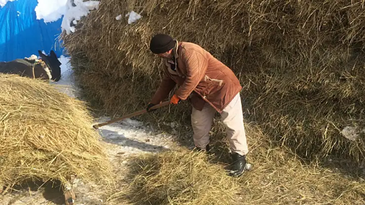 Hayvanları için kızakla ot taşıyorlar