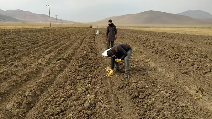 Çaldıran Belediyesinin ektiği patatesin hasadına başlandı