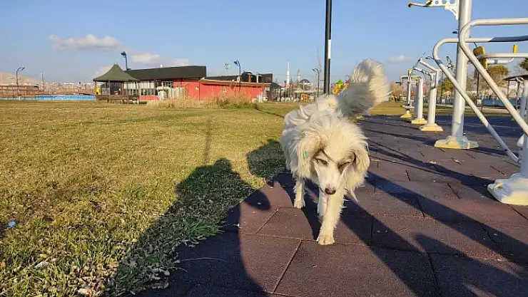 Bacağını kaybeden köpek sağlığına kavuştu