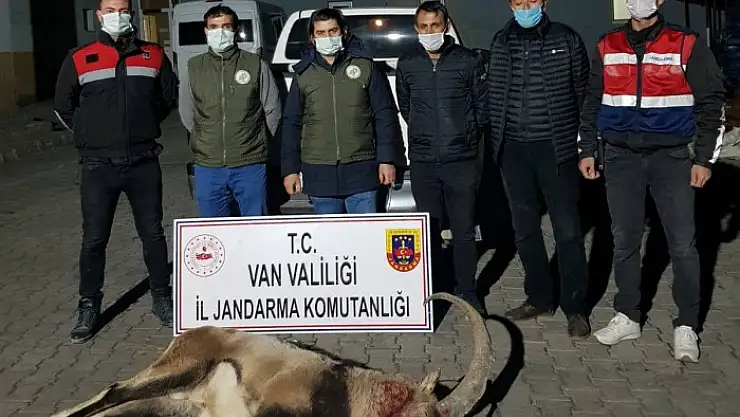 Yaban keçisi avcılarına ceza yağdı 